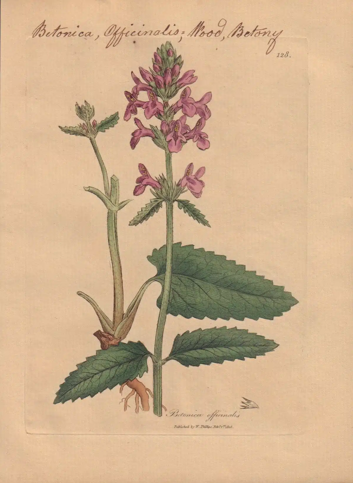 Medicine from a Colonial Garden